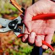 Garden Pruners 109 KB